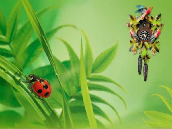Parallaxis Cuckoo Clock