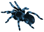 Blue Spider for Dr.Web