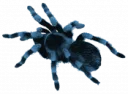 Blue Spider for Dr.Web